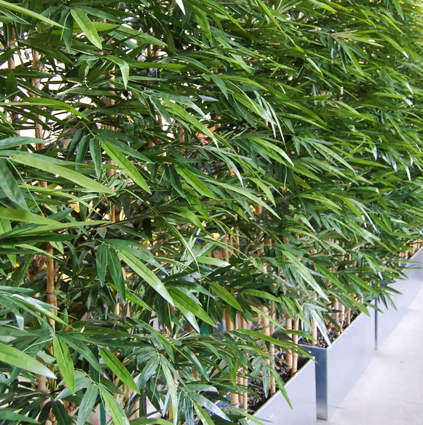 Composizione fioriera con bambù
